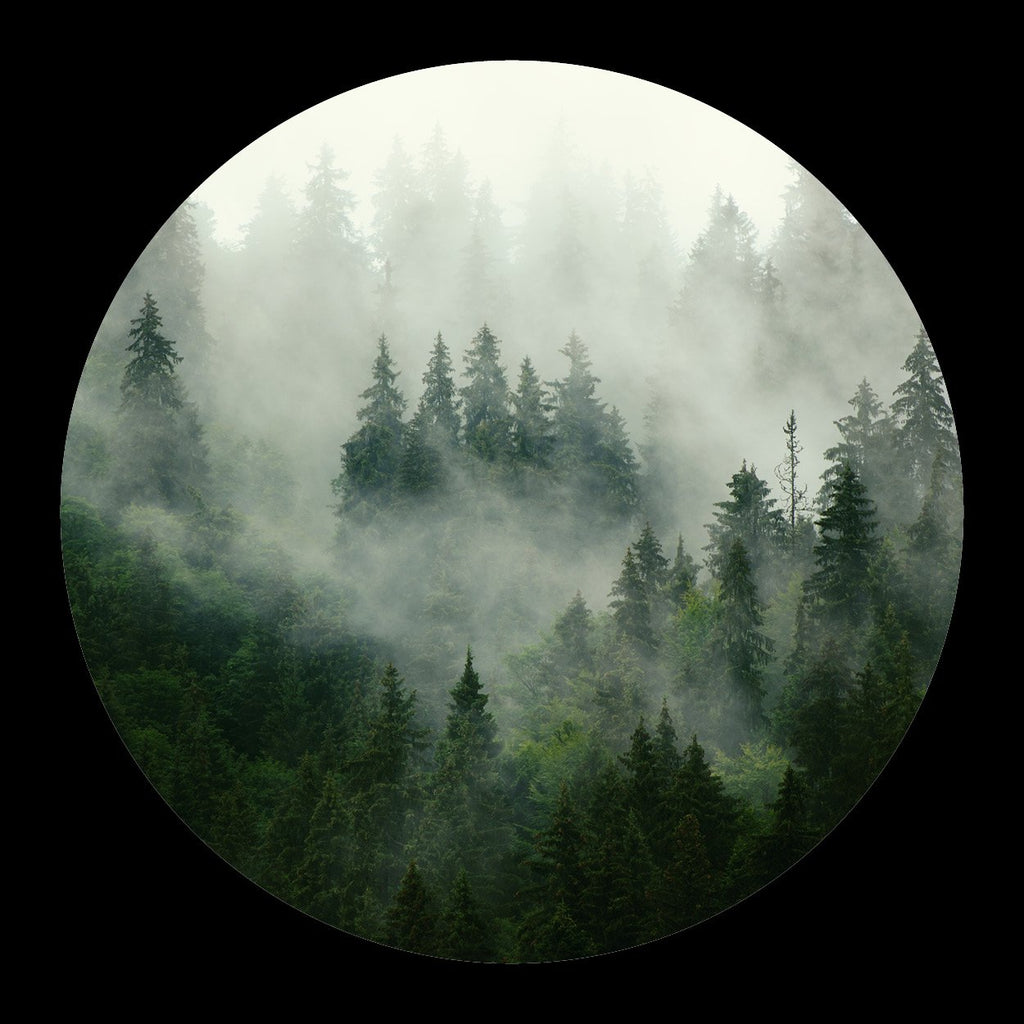 Dennebomen in de mist