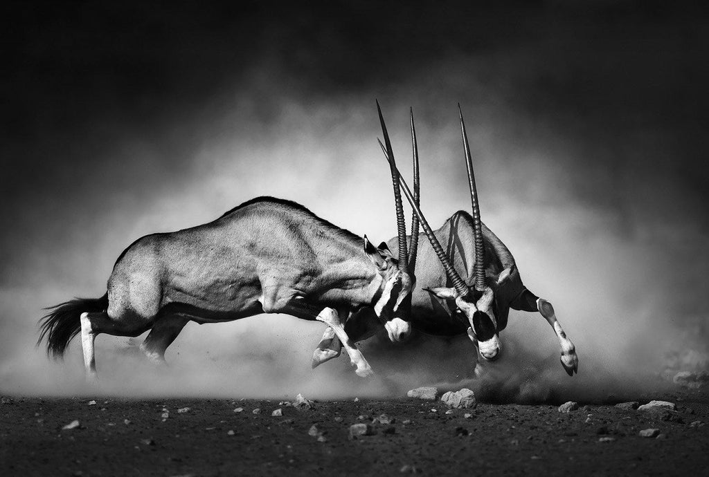GEMSBOK DUAL - PerfectArtShop