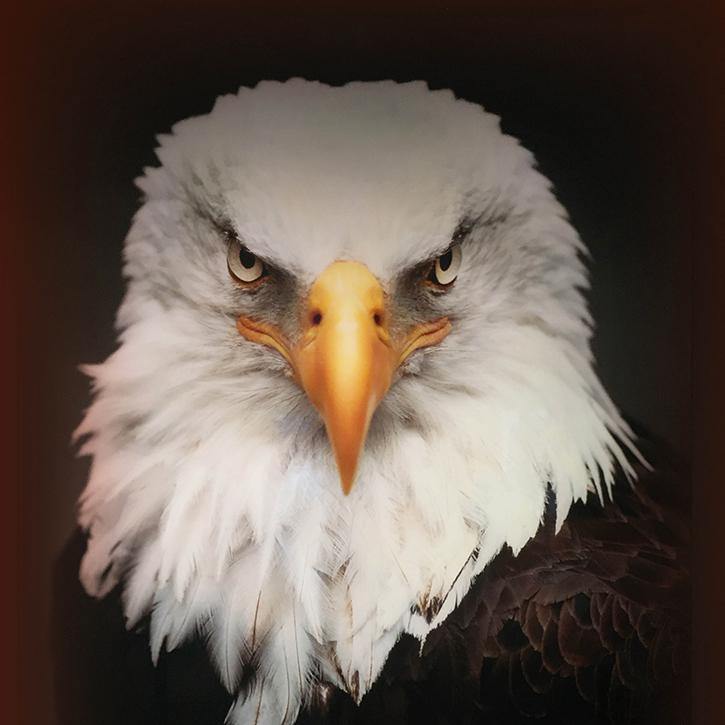 EAGLE - PerfectArtShop