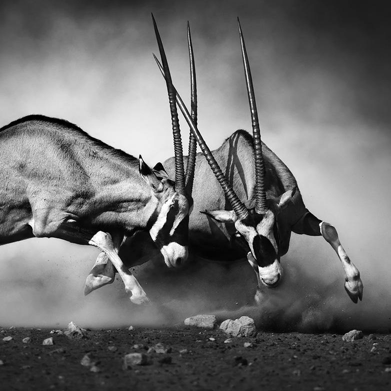 GEMSBOK DUAL - PerfectArtShop
